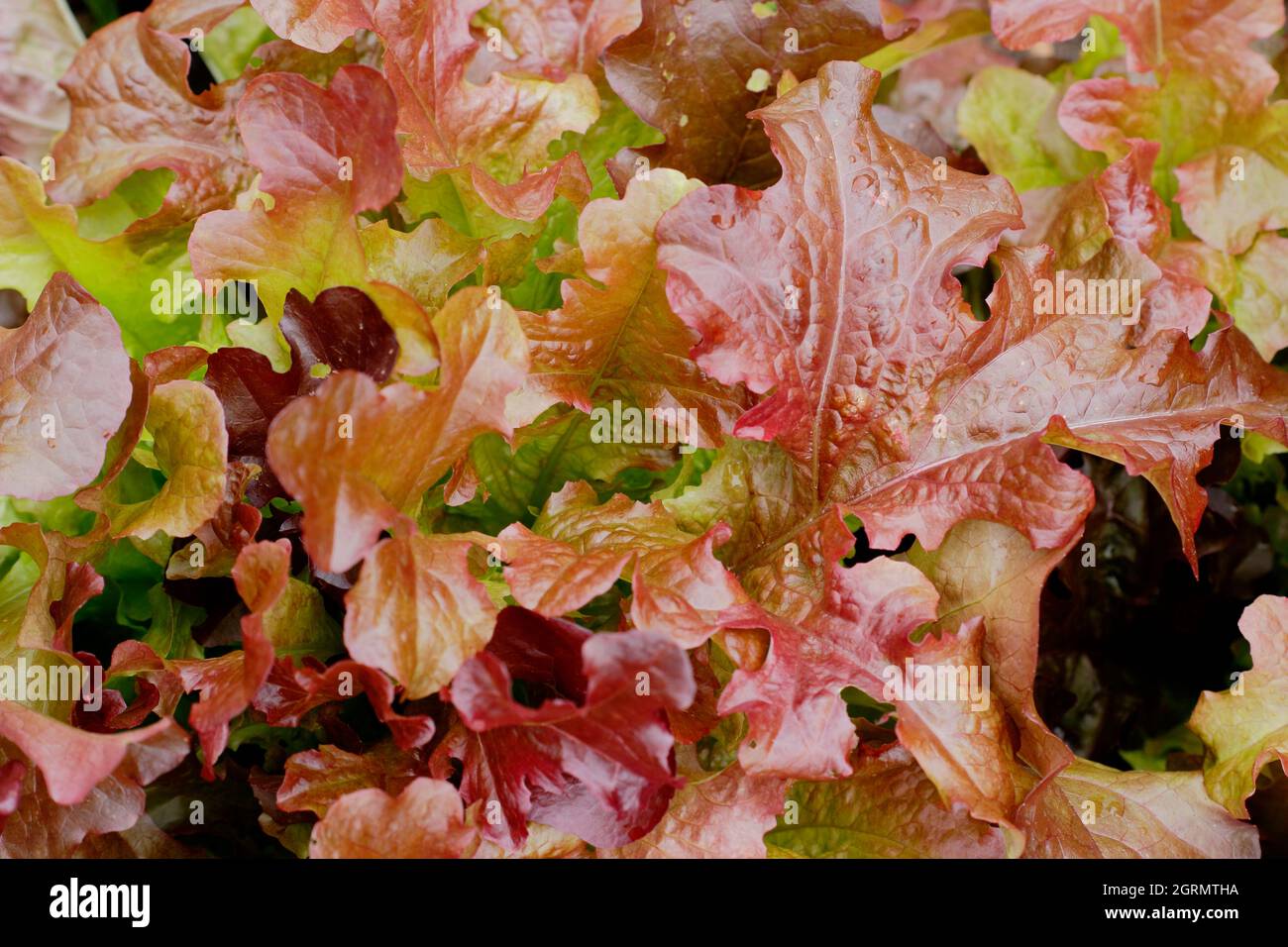 Couper et revenir salade. Lactuca sativa 'Red Salad Bowl' feuilles de laitue en vrac présentant des feuilles de bronze caractéristiques. ROYAUME-UNI Banque D'Images
