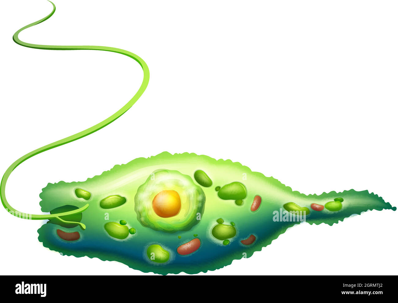 Euglena Illustration de Vecteur