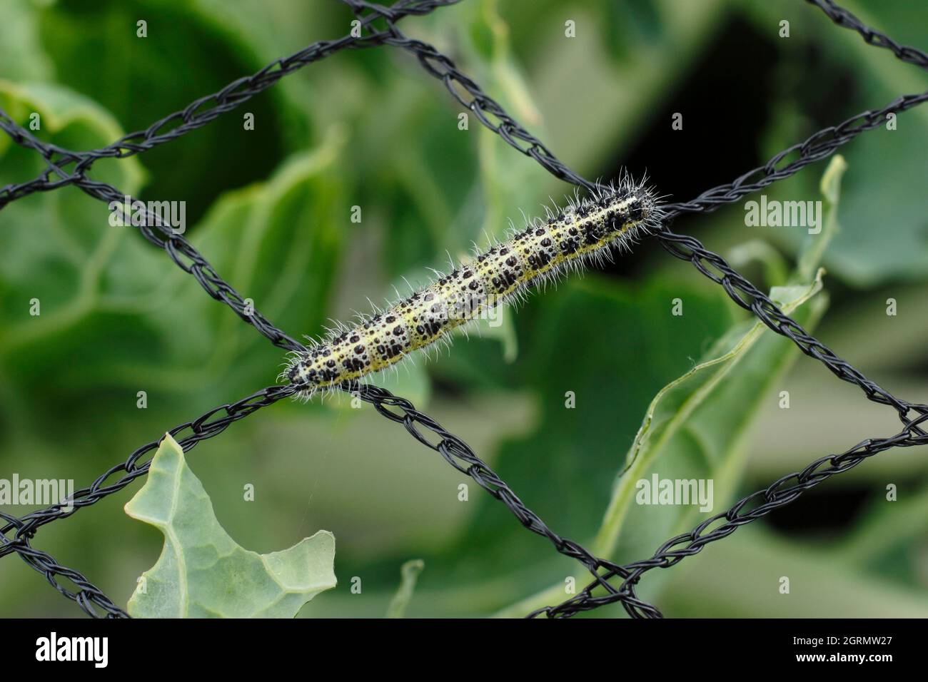 Pieris brassicae larva. Large larve de papillon blanc vorace sur filet inapproprié qui a causé des dommages aux plantes de chou. ROYAUME-UNI Banque D'Images