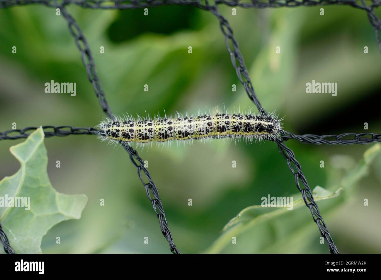 Pieris brassicae larva. Large larve de papillon blanc vorace sur filet inapproprié qui a causé des dommages aux plantes de chou. ROYAUME-UNI Banque D'Images
