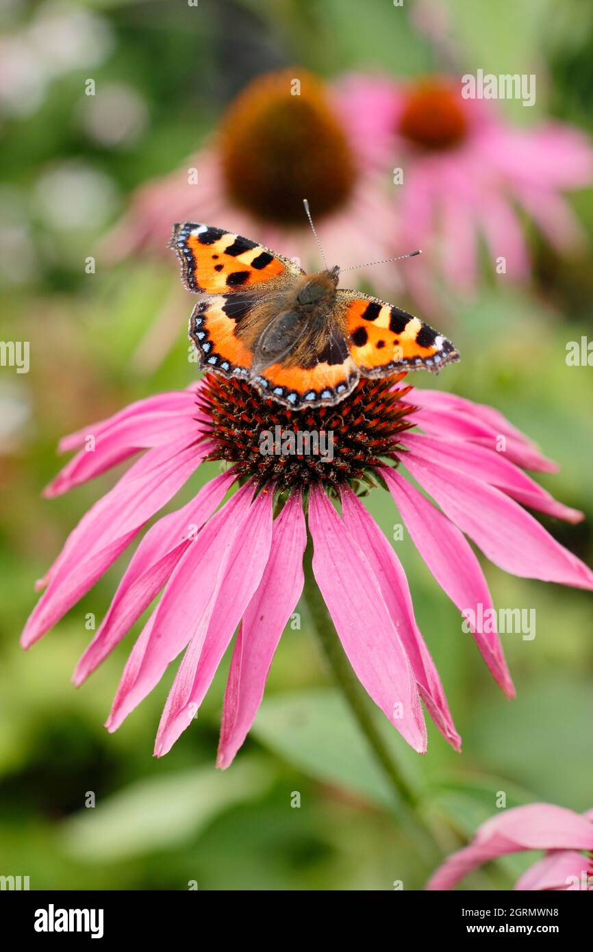 Petit papillon tortoiseshell sur conefleet violet. Aglais urticaire se nourrissant du nectar des fleurs d'échinacée purpurea à la fin de l'été. ROYAUME-UNI Banque D'Images