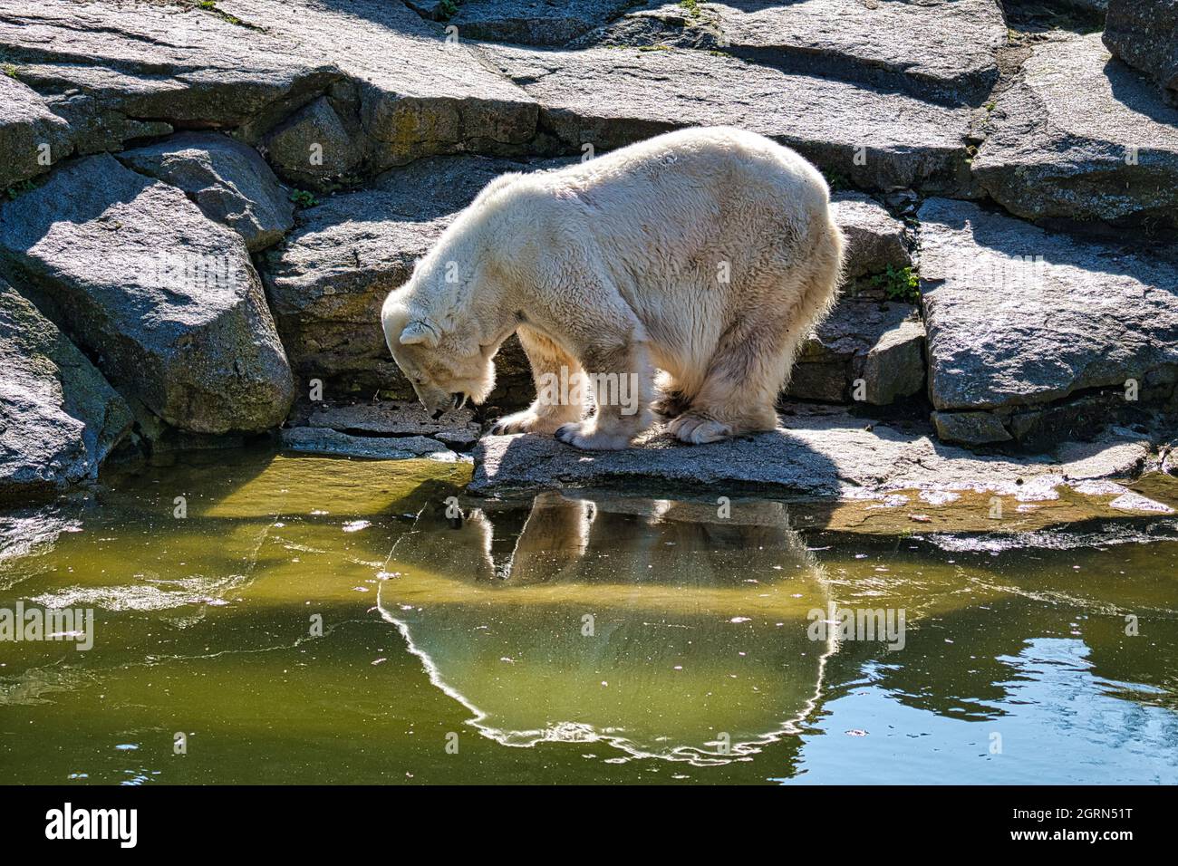 Ours polaire au zoo de berlin en regardant son image miroir. Détaillé et  drôle Photo Stock - Alamy