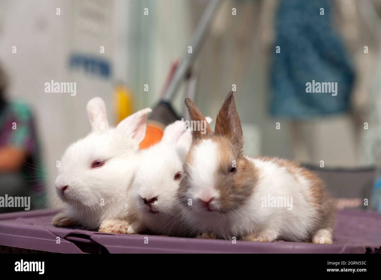 Le lapin, domestique, animal de compagnie Banque D'Images