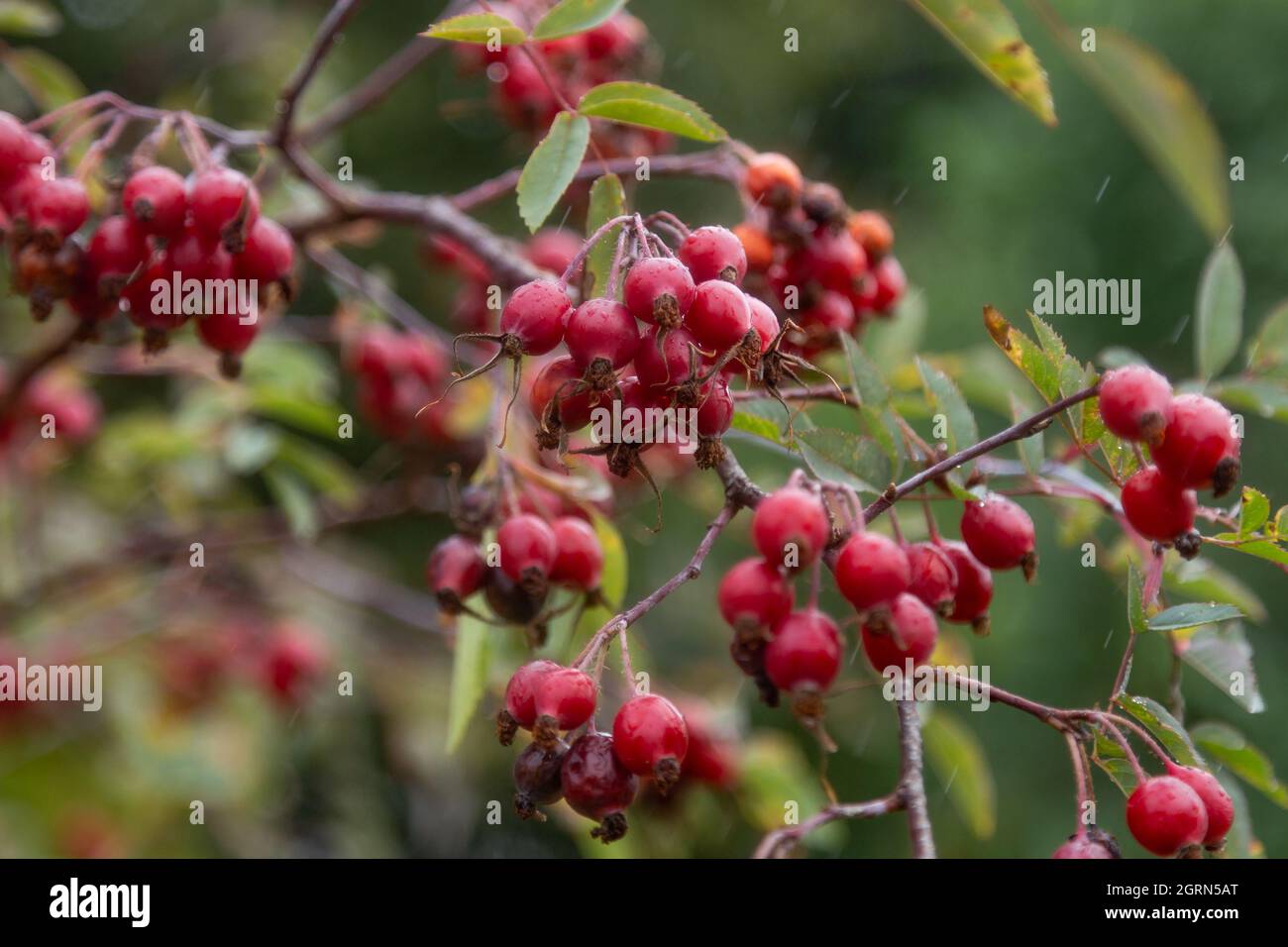 Baies de rosehip après la pluie.. Banque D'Images