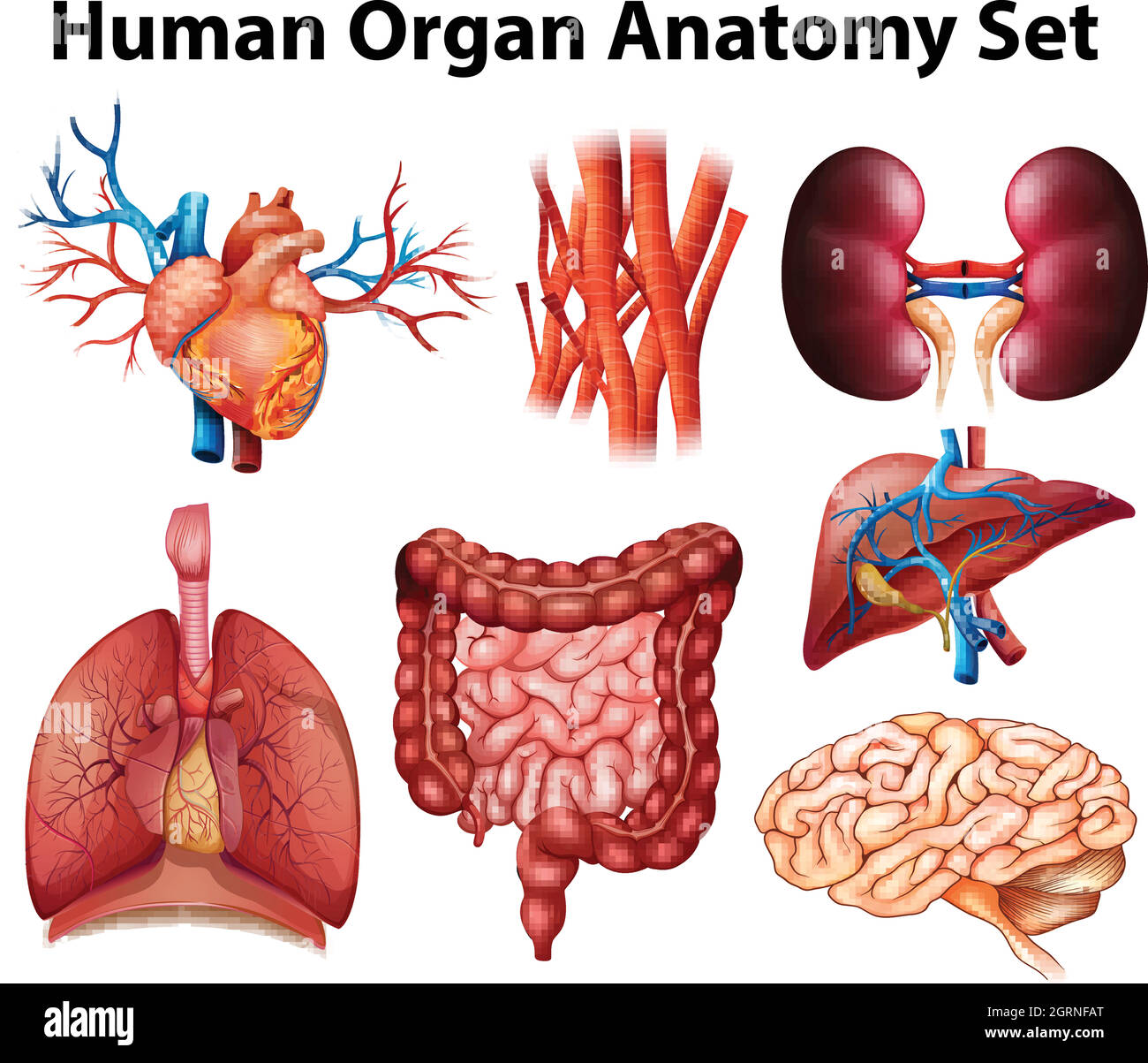 Anatomie Illustration de Vecteur