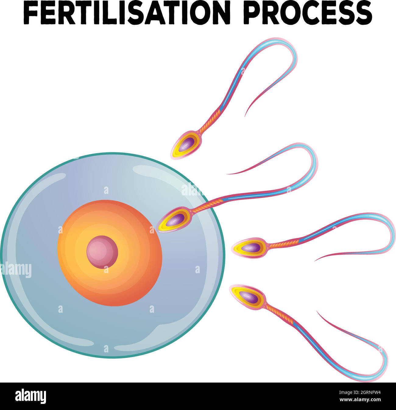 Schéma du processus de fertilisation Illustration de Vecteur