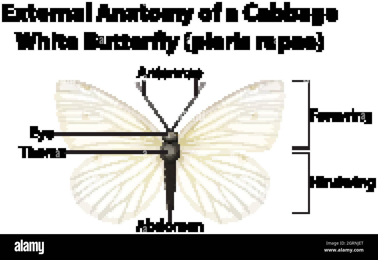 Anatomie externe d'un papillon blanc de chou (pieris repeint) sur fond blanc Illustration de Vecteur