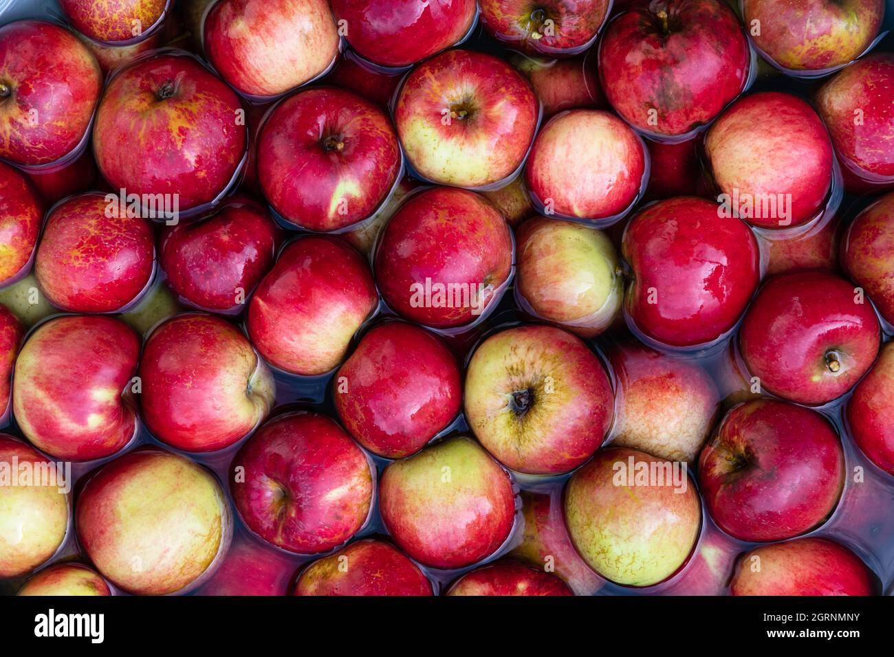 Pommes rouges de son propre jardin dans l'eau de près. Nature bio environnement alimentaire Banque D'Images