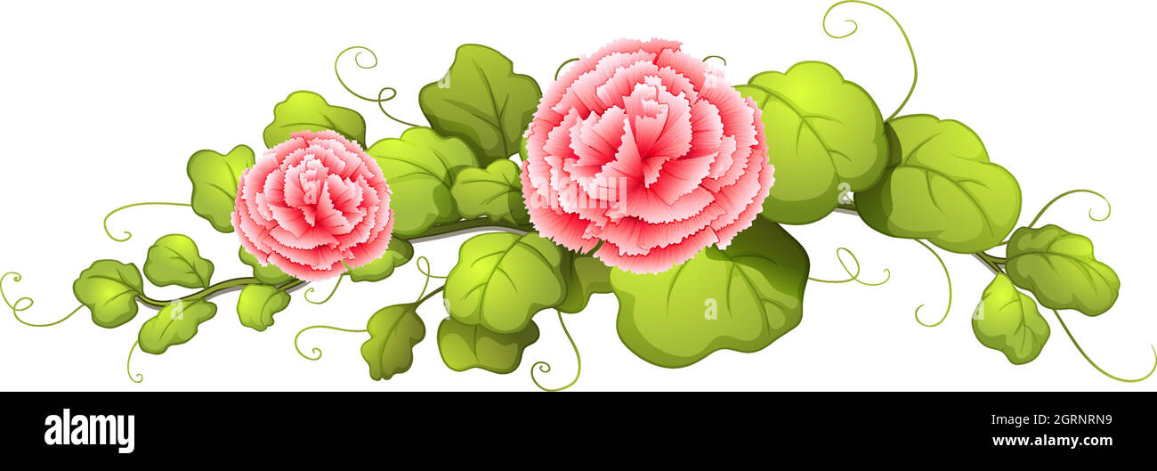 Une plante aux fleurs roses carnation Illustration de Vecteur