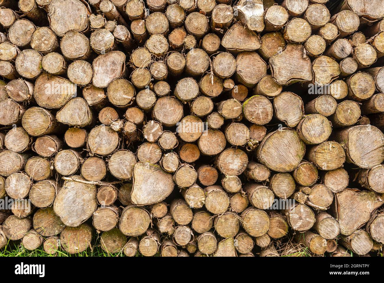 Grumes en bois empilées. Banque D'Images