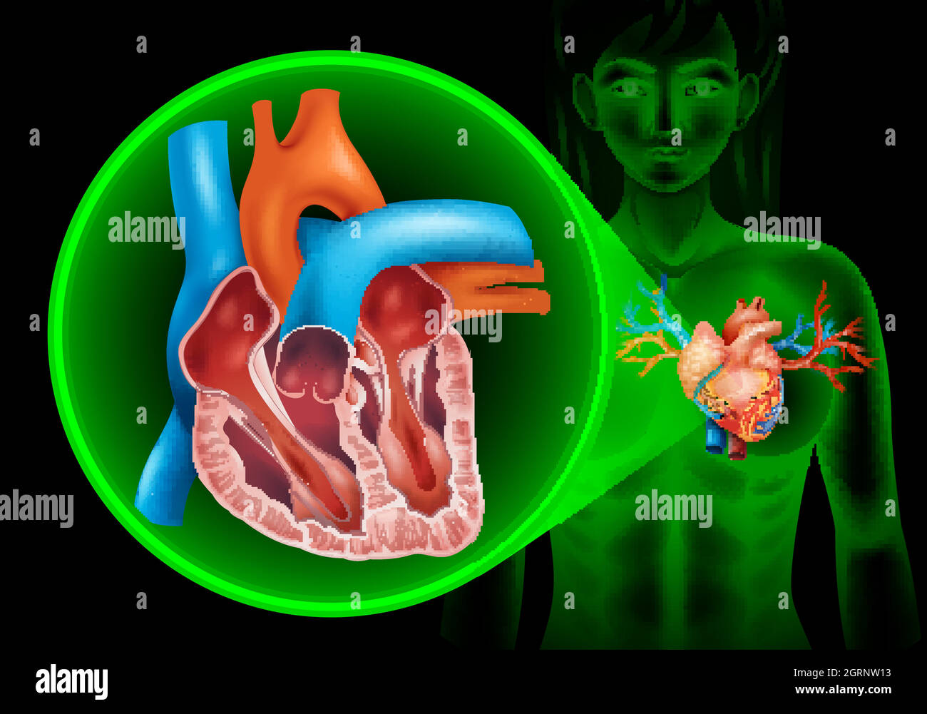 Diagramme de pulsation en humain Illustration de Vecteur