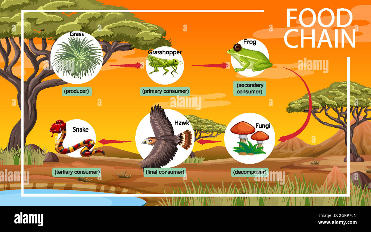 Concept de diagramme de la chaîne alimentaire sur fond de forêt Illustration de Vecteur