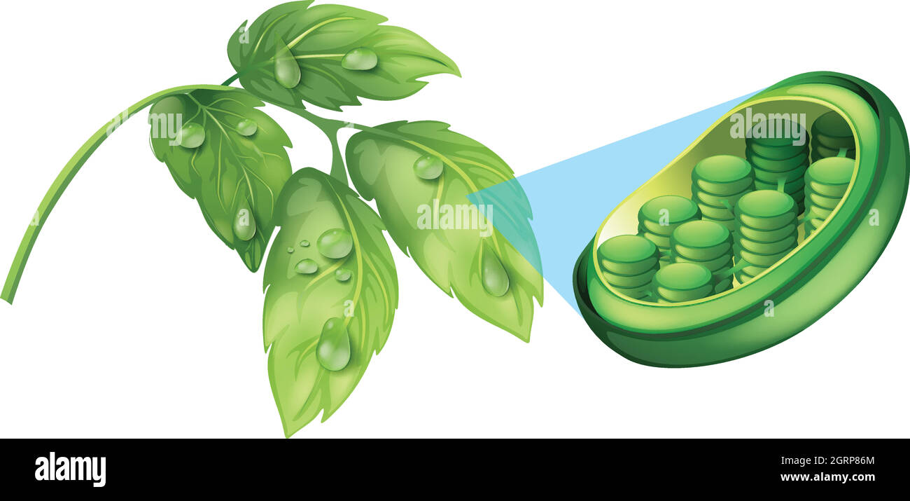 Schéma des feuilles vertes et des plantes cellulaires Illustration de Vecteur