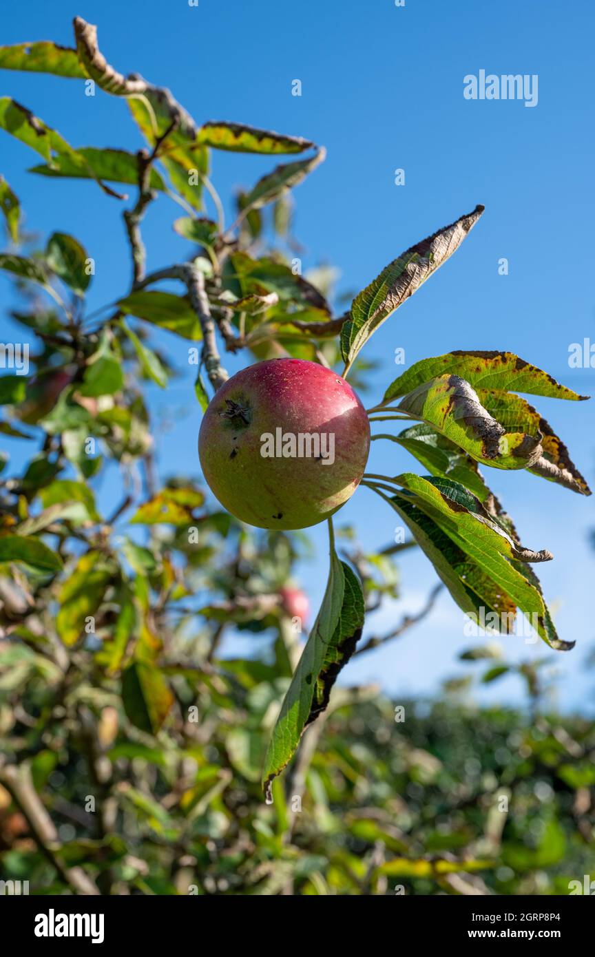 Décomposition de pommes sur un arbre en automne dans un jardin anglais de campagne. Banque D'Images