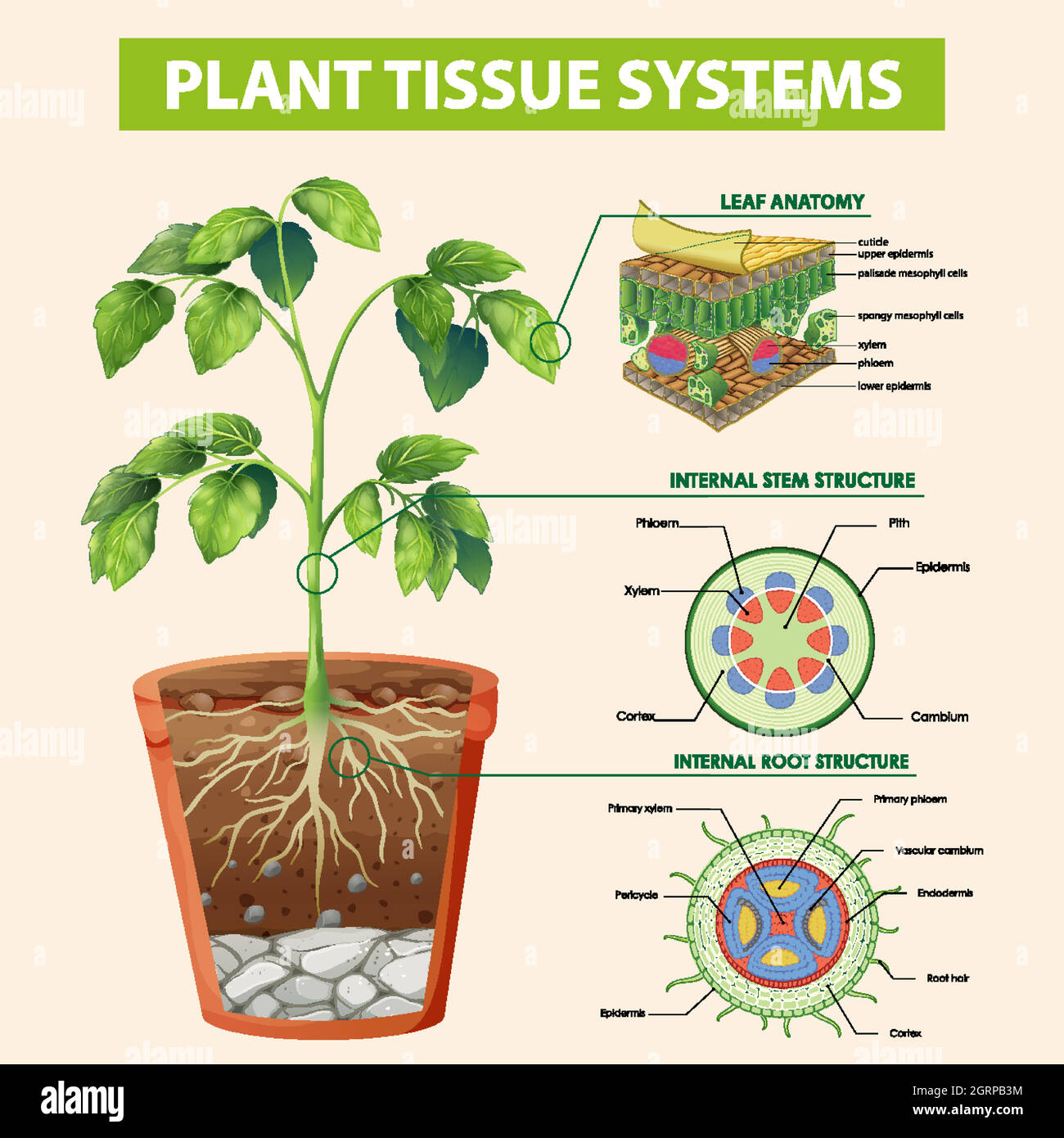 Schéma illustrant les systèmes de tissus végétaux Illustration de Vecteur