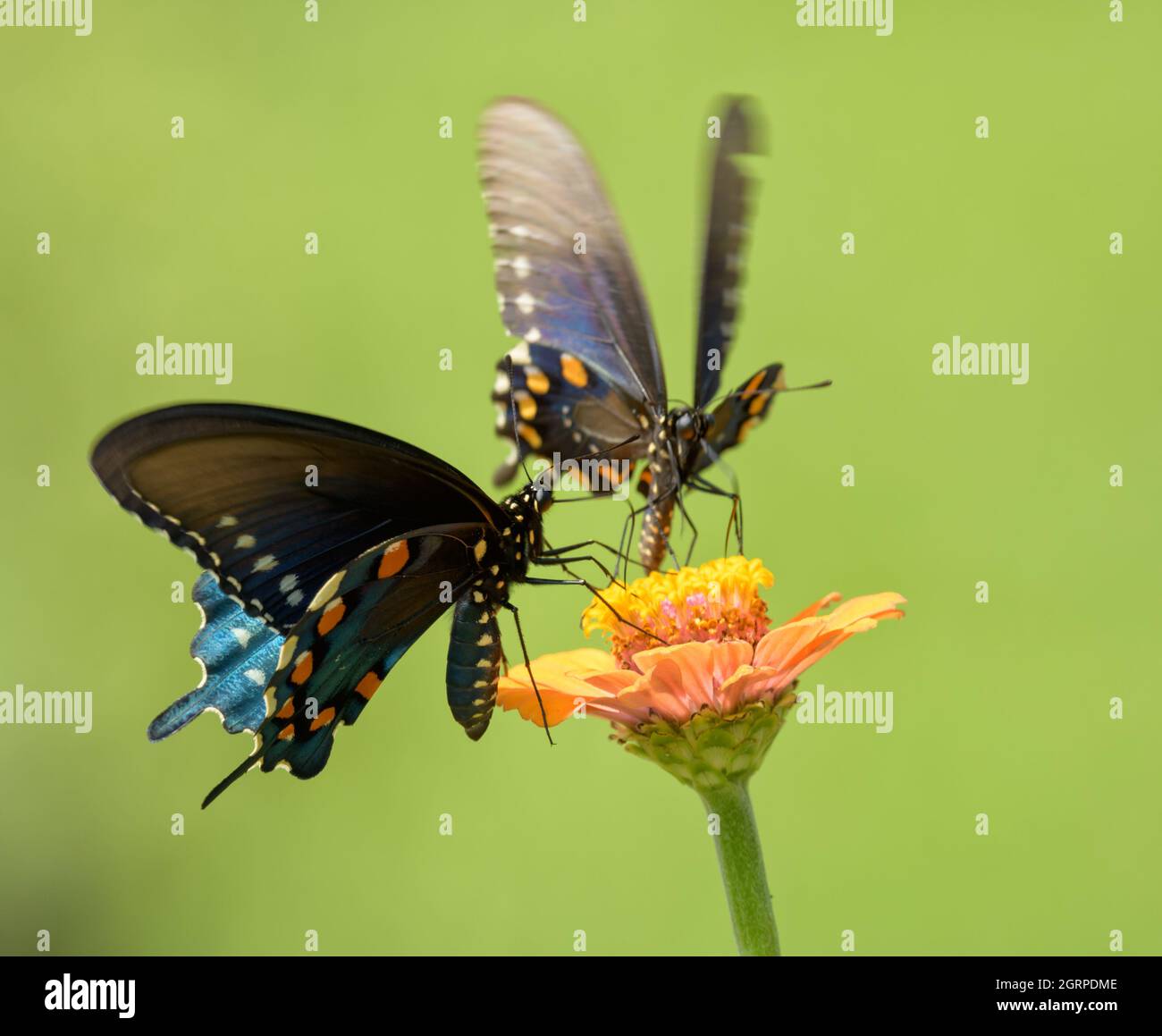 Pipevine Swallowtail papillon se nourrissant sur une fleur de Zinnia orange, avec un autre partageant la même fleur; sur fond vert Banque D'Images