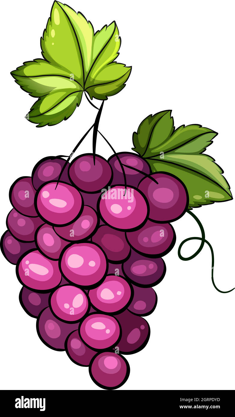 Un groupe de raisins Illustration de Vecteur