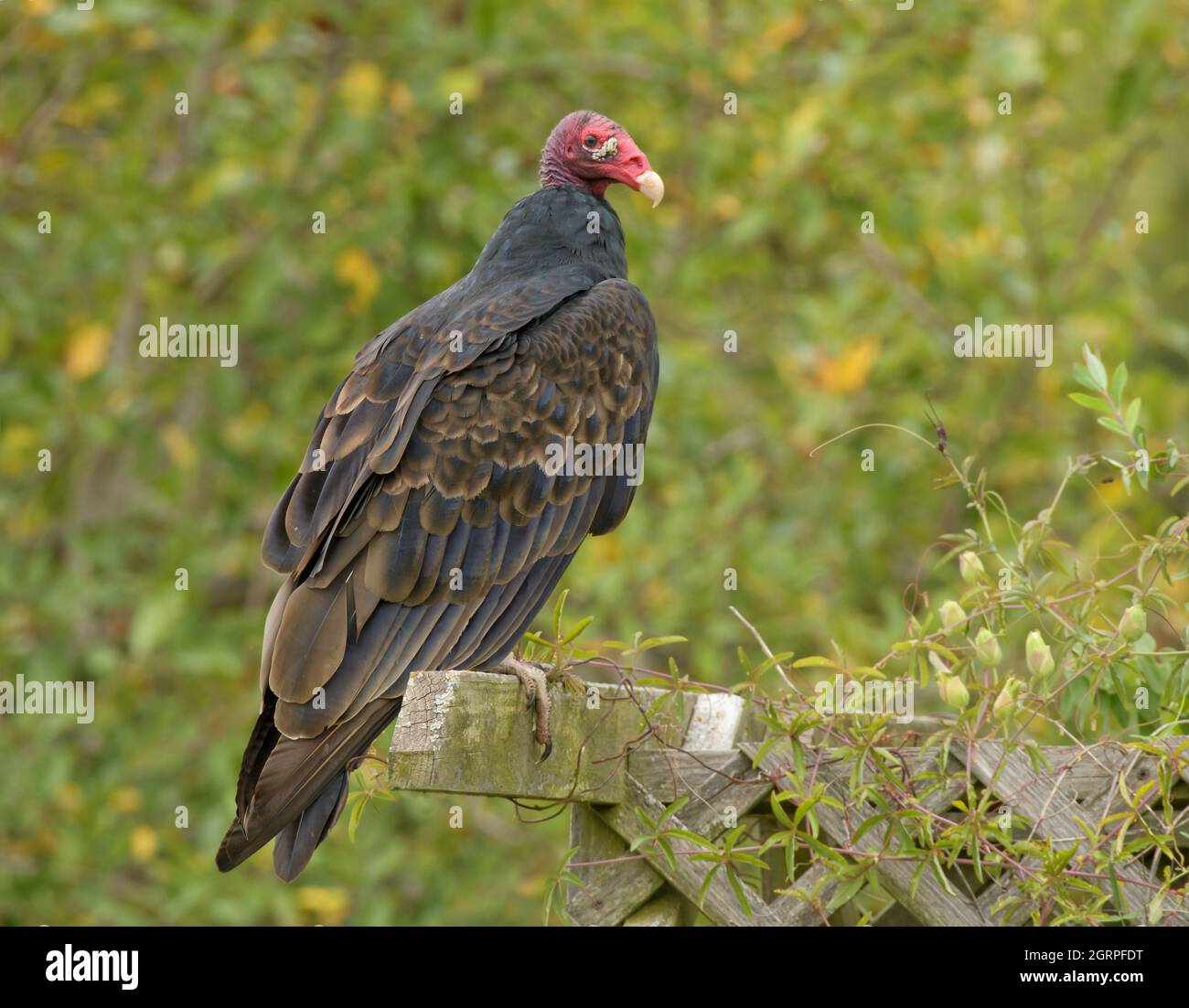 Turquie Vulture assise au sommet d'un treillis en bois, observant son environnement; avec fond vert et jaune Banque D'Images