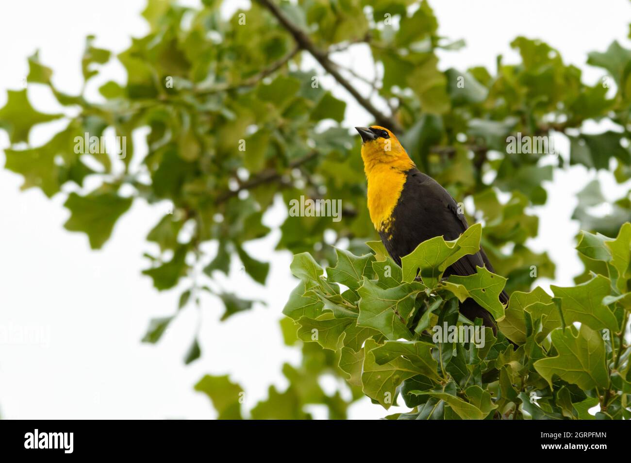 Blackbird mâle à tête jaune perchée dans un chêne, reposant pendant la migration au printemps Banque D'Images