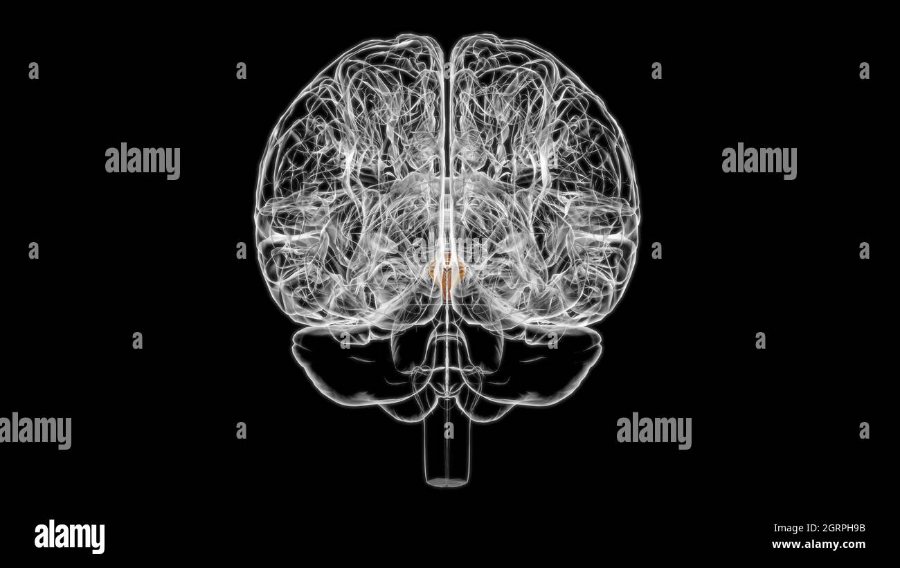 Cerveau hypothalamus Anatomy for Medical concept 3D Illustration Banque D'Images