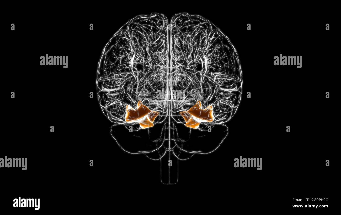 Cerveau fusiforme gyrus Anatomy for Medical concept 3D Illustration Banque D'Images