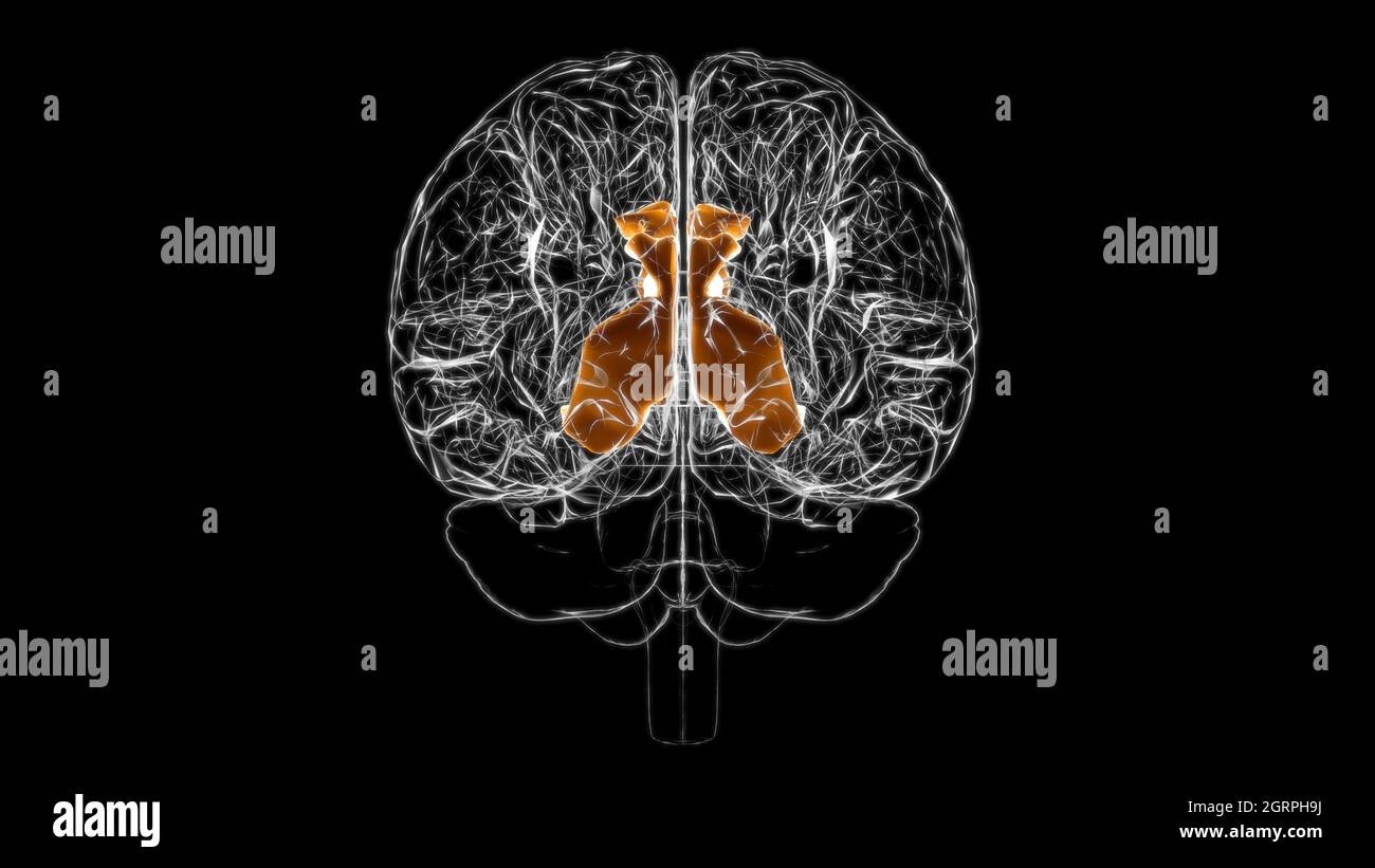 Cerveau cingulé gyrus Anatomy for Medical concept 3D Illustration Banque D'Images