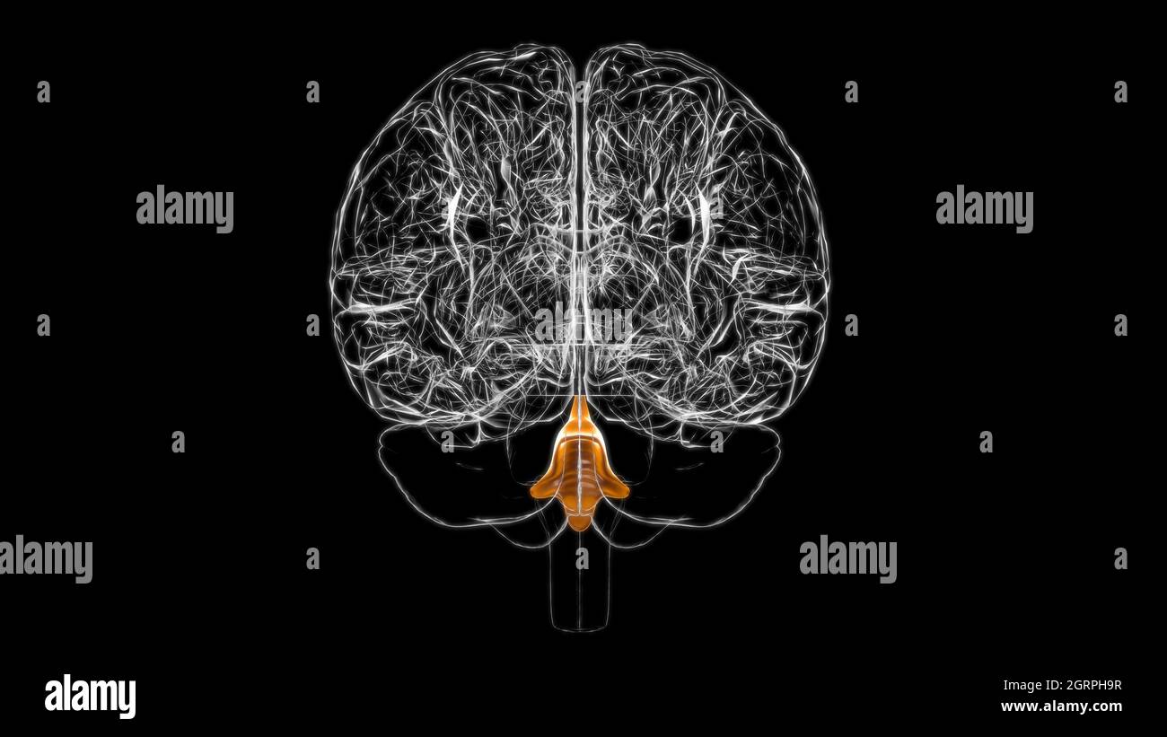 Quatrième ventricules du cerveau Anatomie pour le concept médical Illustration 3D Banque D'Images