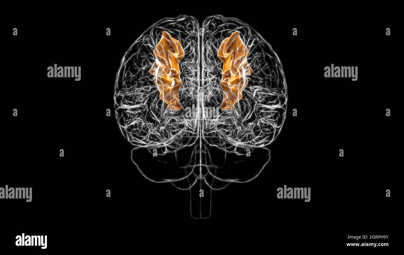 Cerveau frontal central gyrus Anatomy for Medical concept 3D Illustration Banque D'Images