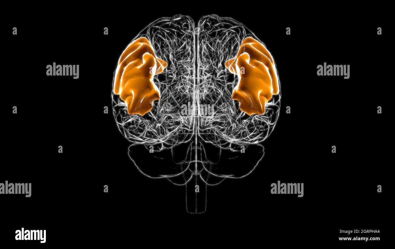 Cerveau angulaire gyrus Anatomy for Medical concept 3D Illustration Banque D'Images