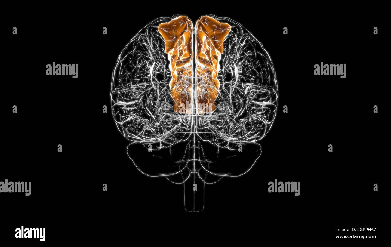 Brain Superior frontal gyrus Anatomy for Medical concept 3D Illustration Banque D'Images