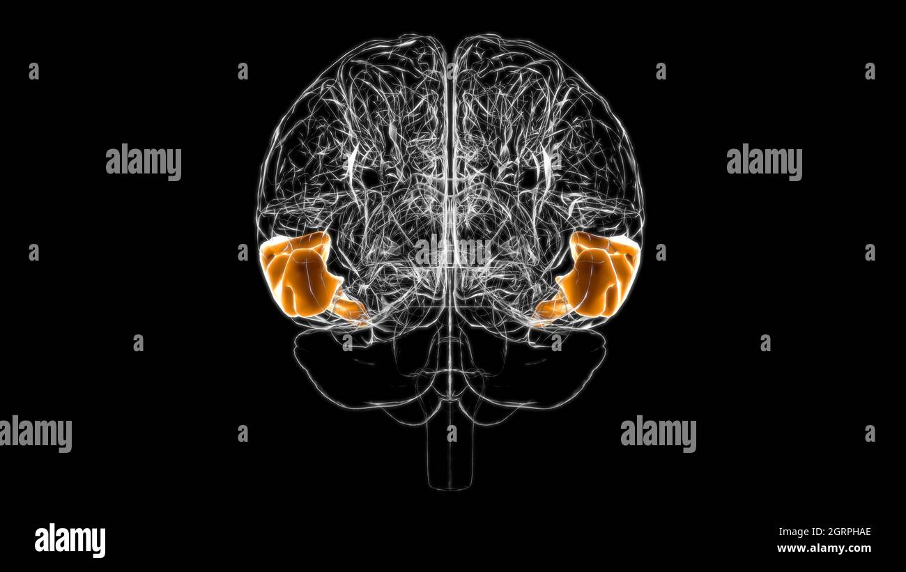 Cerveau Moyen temporal gyrus Anatomy for Medical concept 3D Illustration Banque D'Images