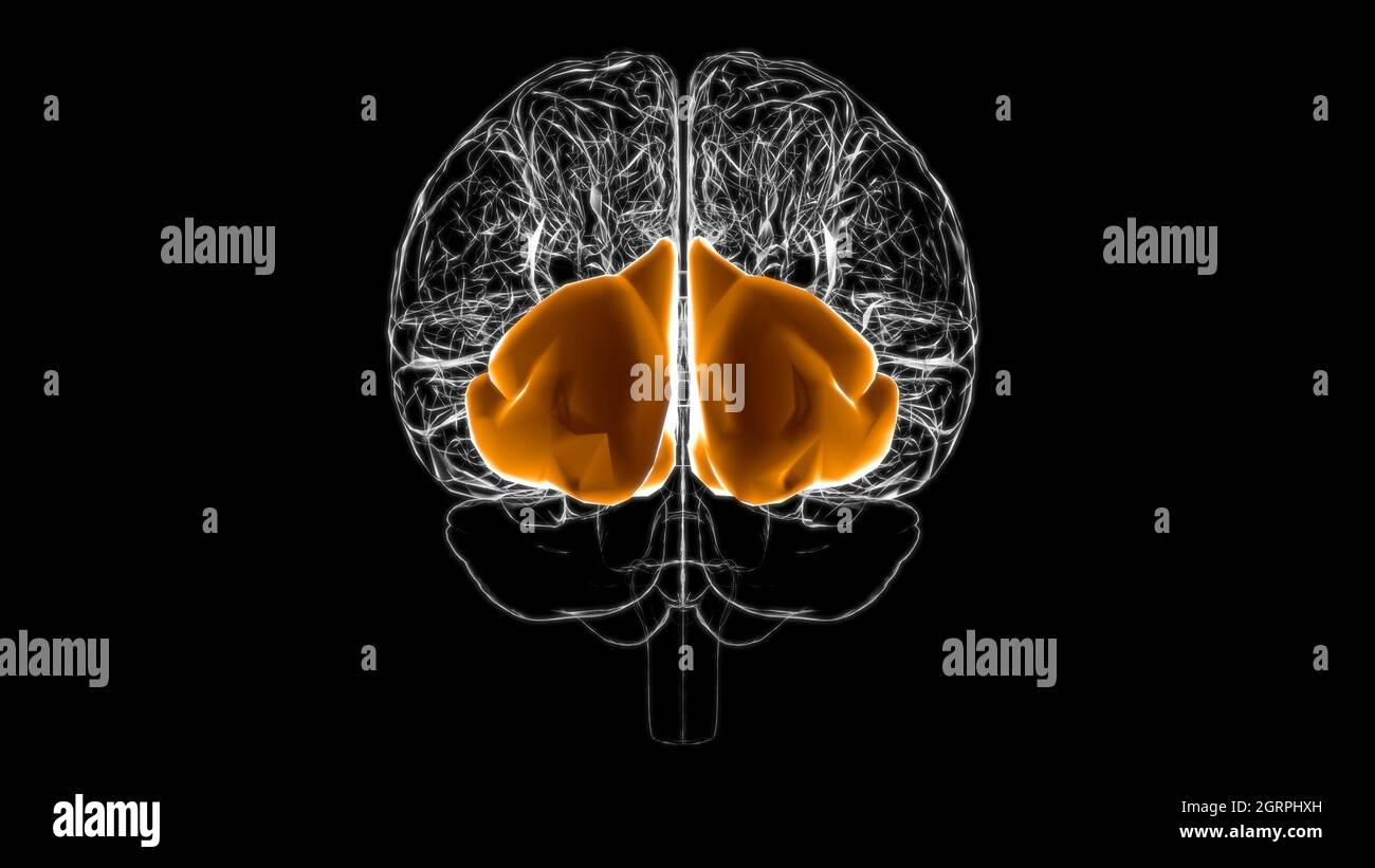Anatomie du lobe occipital cérébral pour l'illustration 3D du concept médical Banque D'Images