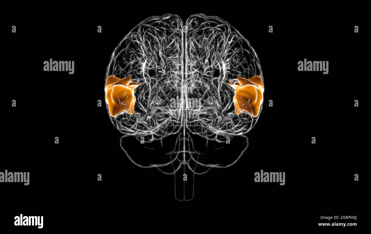 Cerveau partie postérieure du gyrus temporal supérieur droit Anatomie pour Illustration 3D du concept médical Banque D'Images