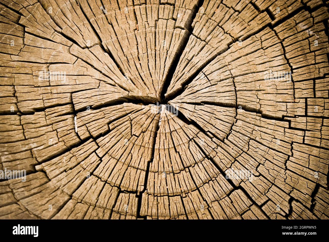 Anneaux concentriques et fissures dans le grain de bois Banque D'Images