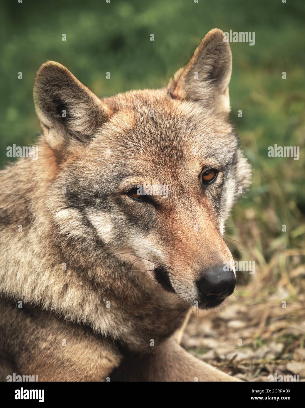 Portrait d'un loup européen en regardant directement dans l'appareil photo. Photographie d'animaux Banque D'Images