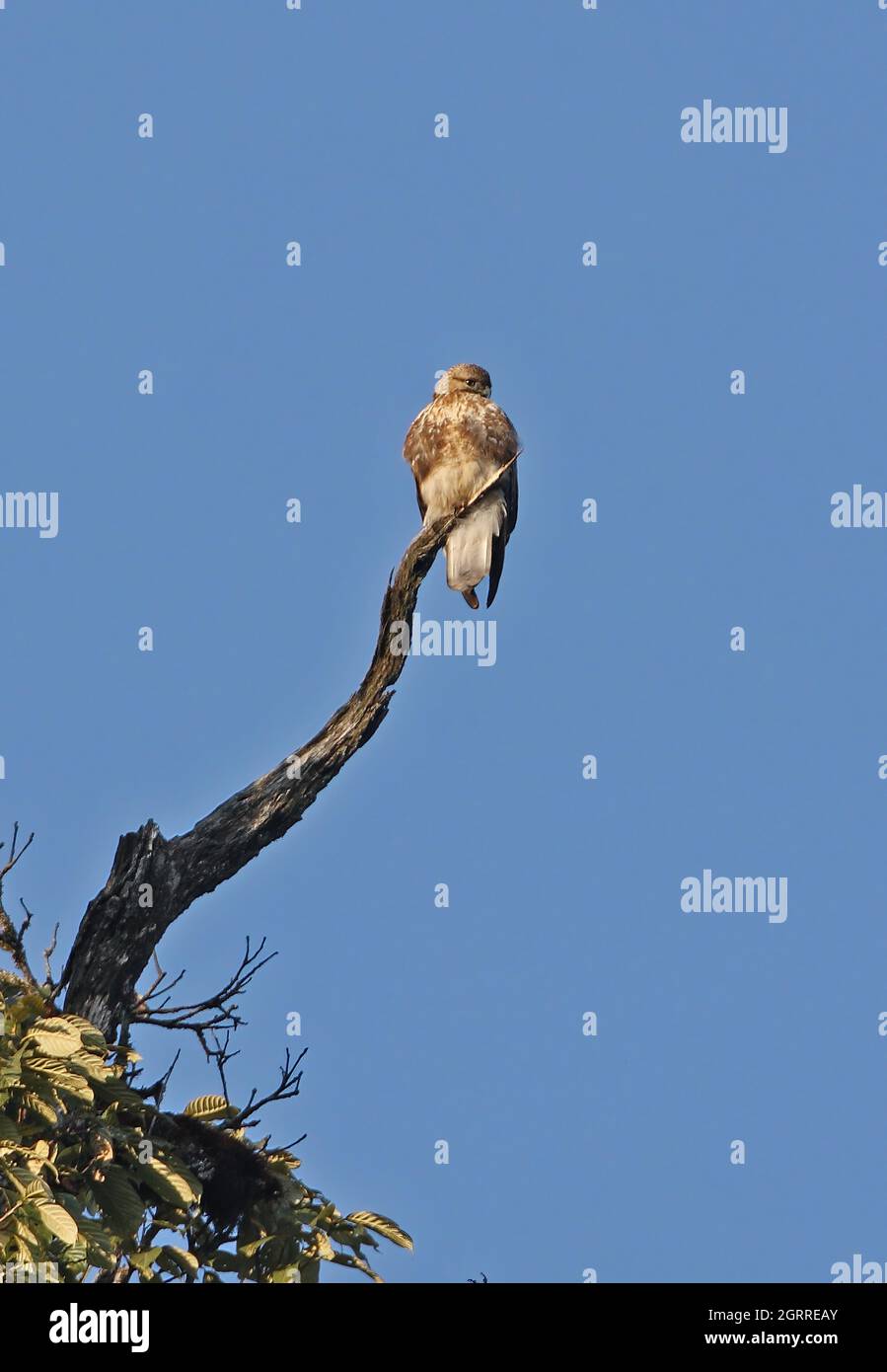 Buzzard eurasien (Buteo buteo) perchée sur le col de Mayodia, Arunachal Pradesh, Inde Février Banque D'Images