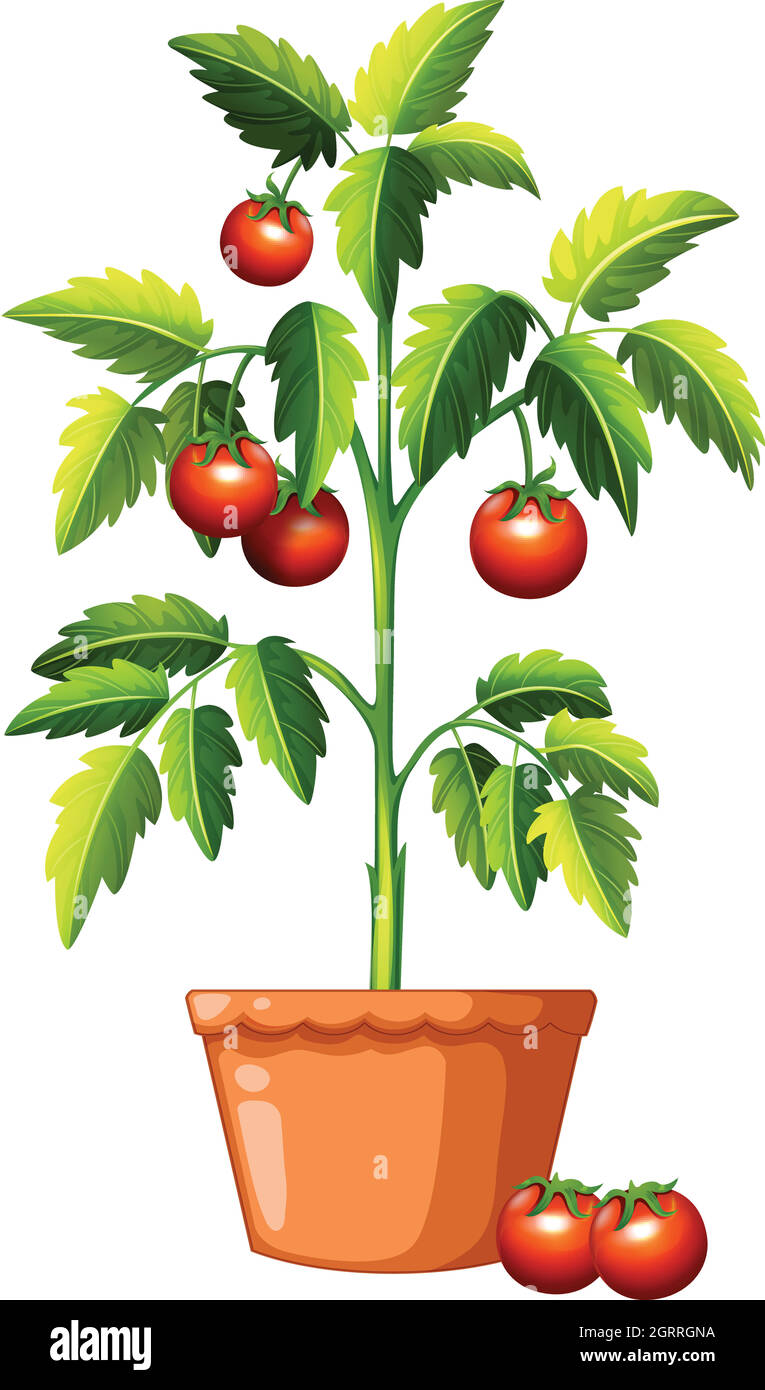 Une plante de tomate sur fond blanc Illustration de Vecteur