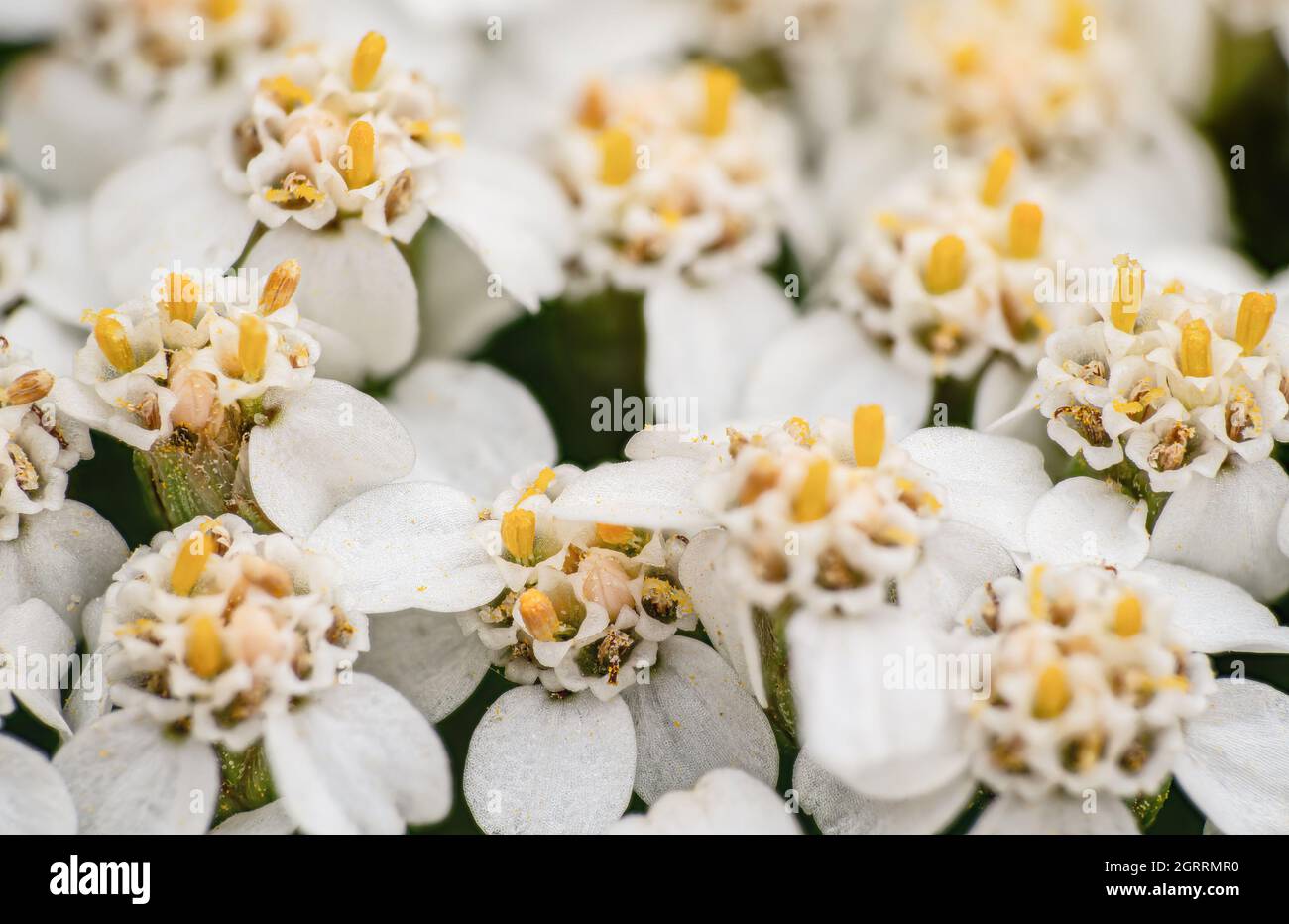 Petite fleur blanche et jaune commune, gros plan macro Photo Stock - Alamy