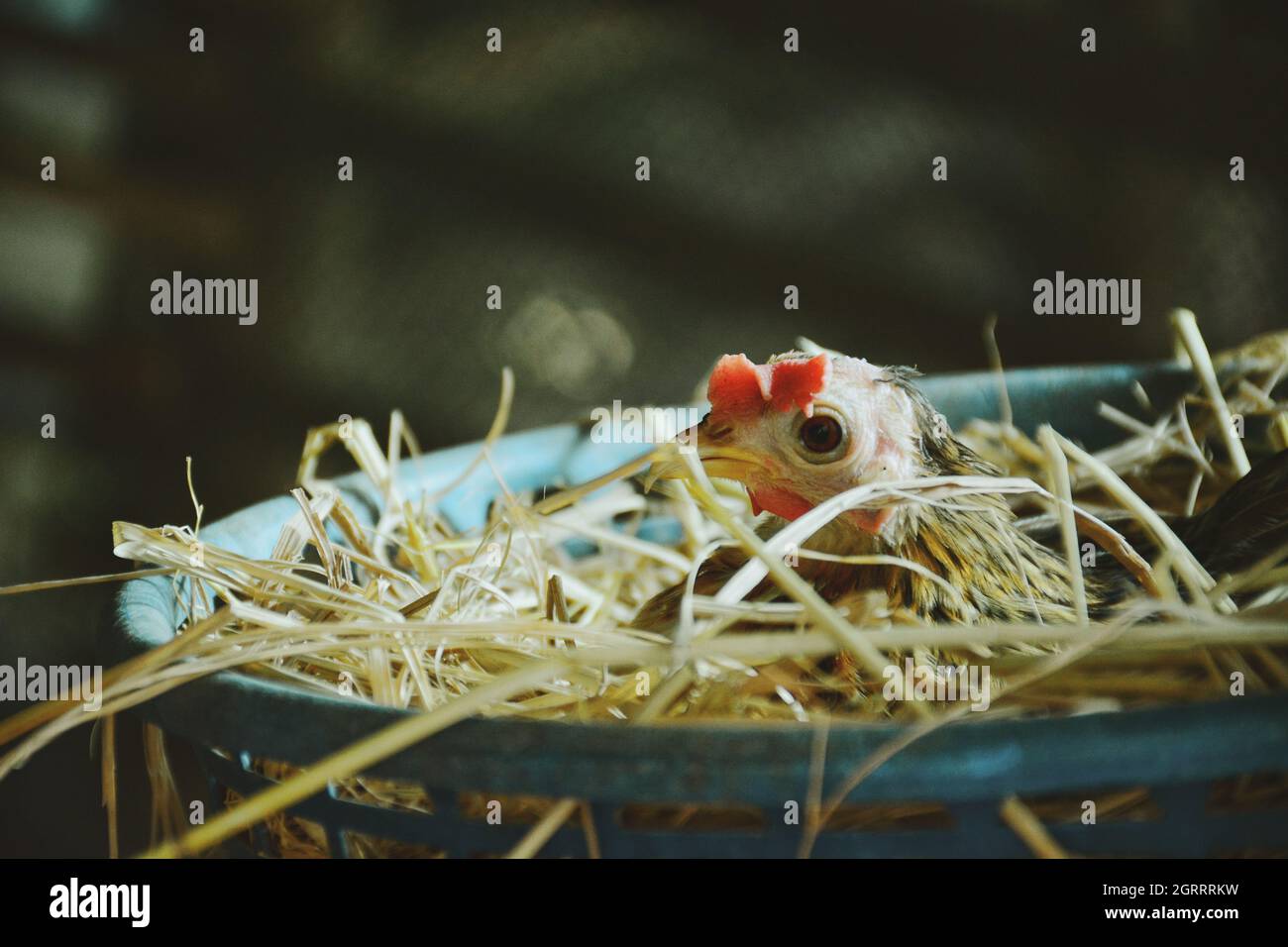 Poulet nain à Nest dans la ferme Banque D'Images