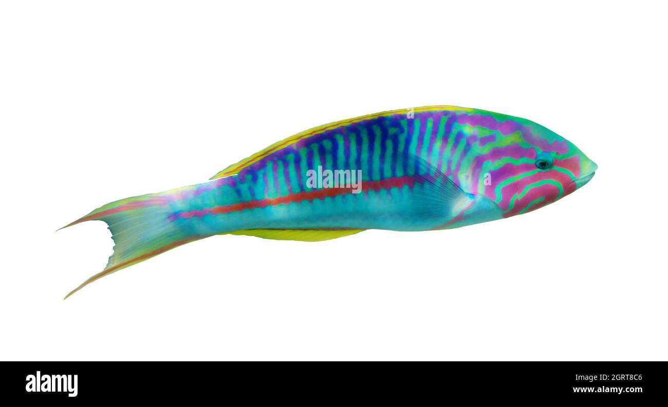 Thalassoma Pavo (wrasse arc-en-ciel méditerranéen, Coris julis) isolé sur fond blanc, gros plan, vue latérale. Poissons tropicaux rayés colorés en rouge S. Banque D'Images