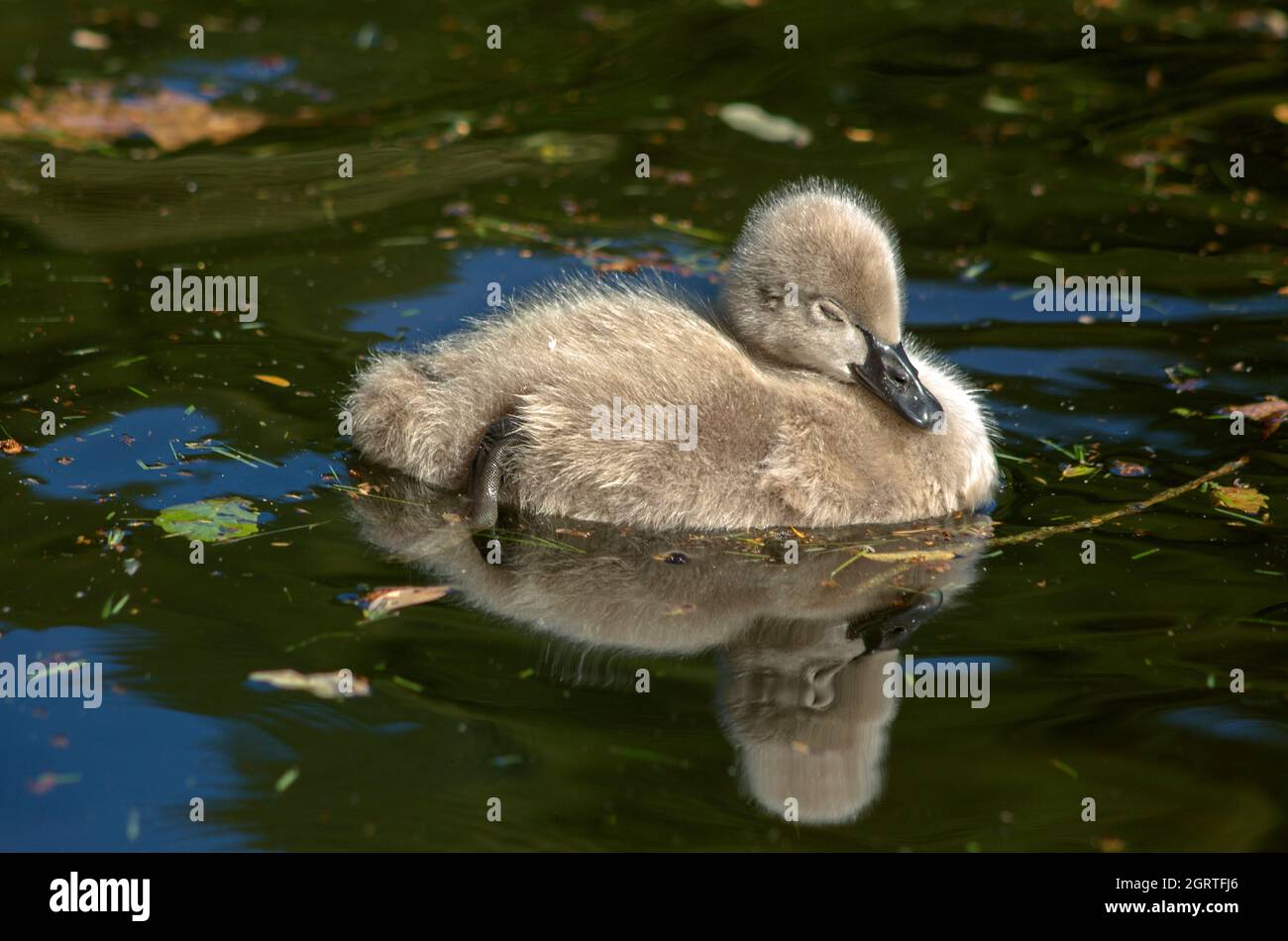 Bebe Sur Un Cygne Noir Natation Dans Un Lac Photo Stock Alamy
