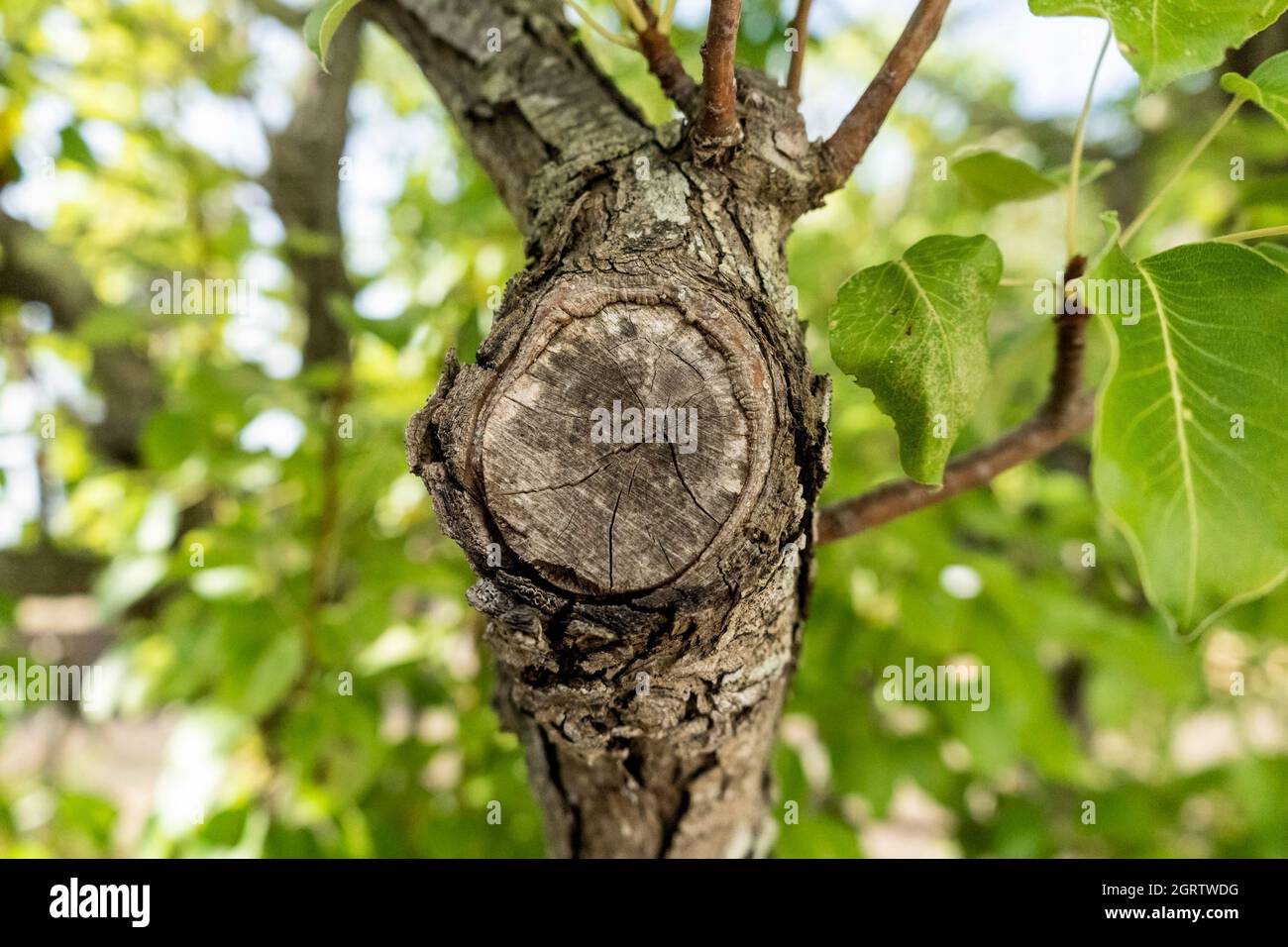 Section de tronc d'un arbre de poire (Pyrus communis), une variété commune en Italie appelée 'Coscia poire', à Salento, Puglia, dans le sud de l'Italie Banque D'Images