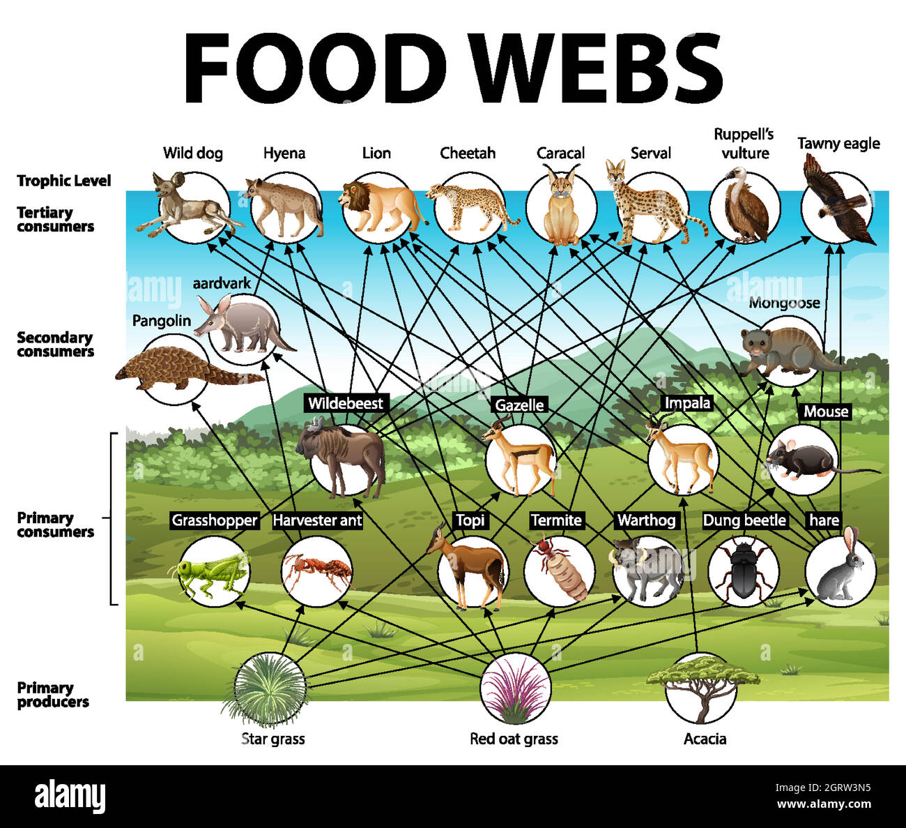 Affiche d'éducation de la biologie pour le diagramme des réseaux alimentaires Illustration de Vecteur