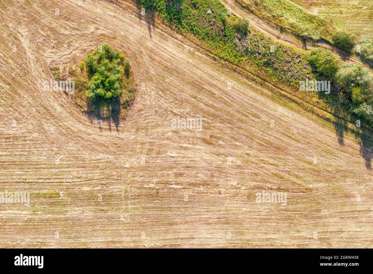 Arbres dans la vue aérienne supérieure du champ. Grand directement au-dessus de la vue pour la texture et l'arrière-plan Banque D'Images