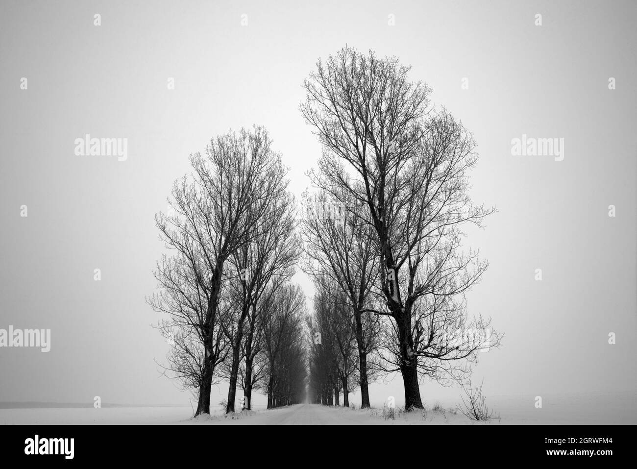 Route enneigée avec arbres Banque D'Images