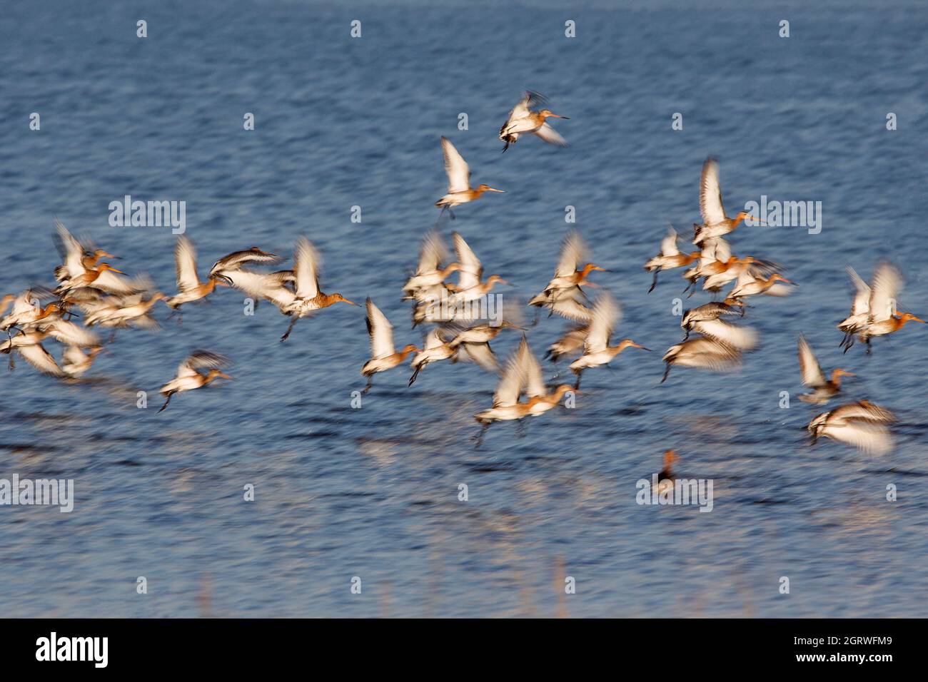 Godwits volant à queue noire (Limosa limosa) Banque D'Images