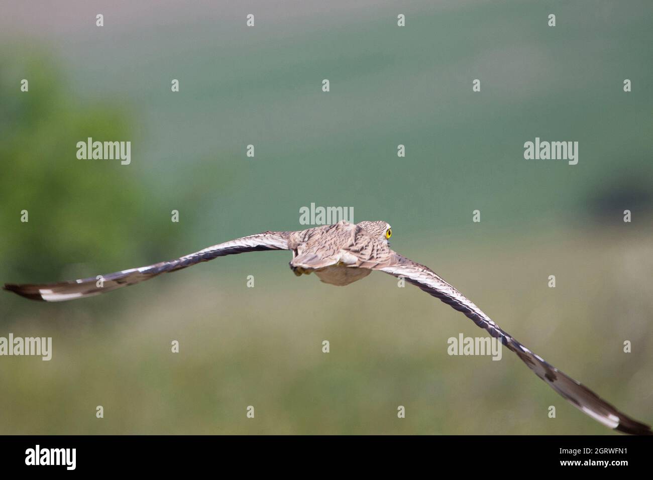 Le curlew de pierre eurasien volant (Burhinus oedicnemus) Banque D'Images