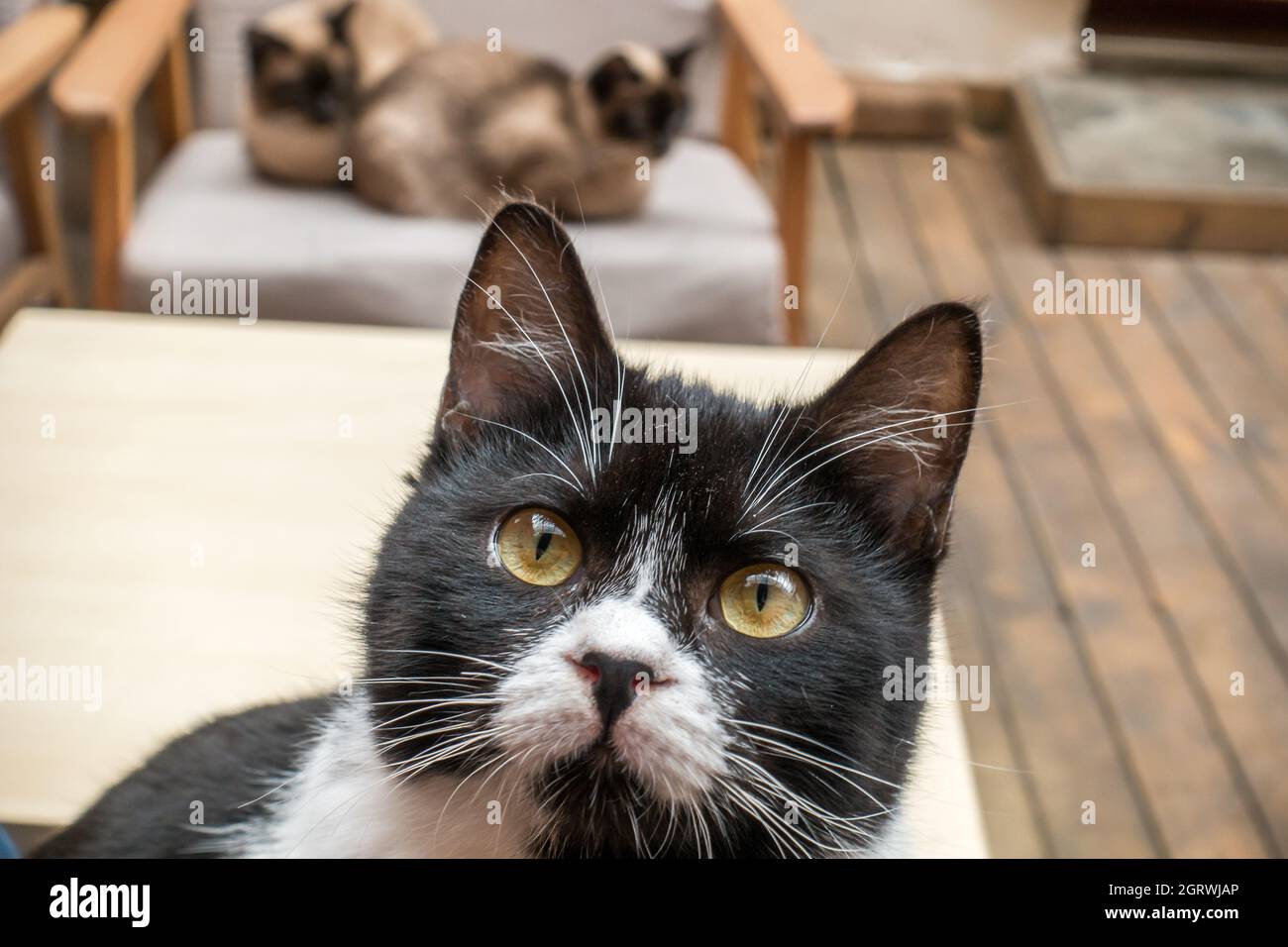 室内一只可爱的，看着上方的奶牛猫的脸部特写Inside un joli 