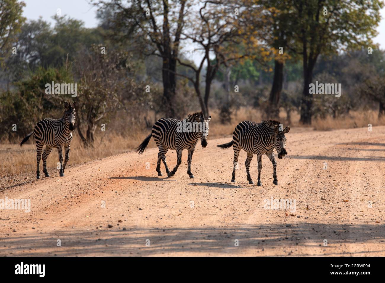 Vue sur Zebra Walking Banque D'Images