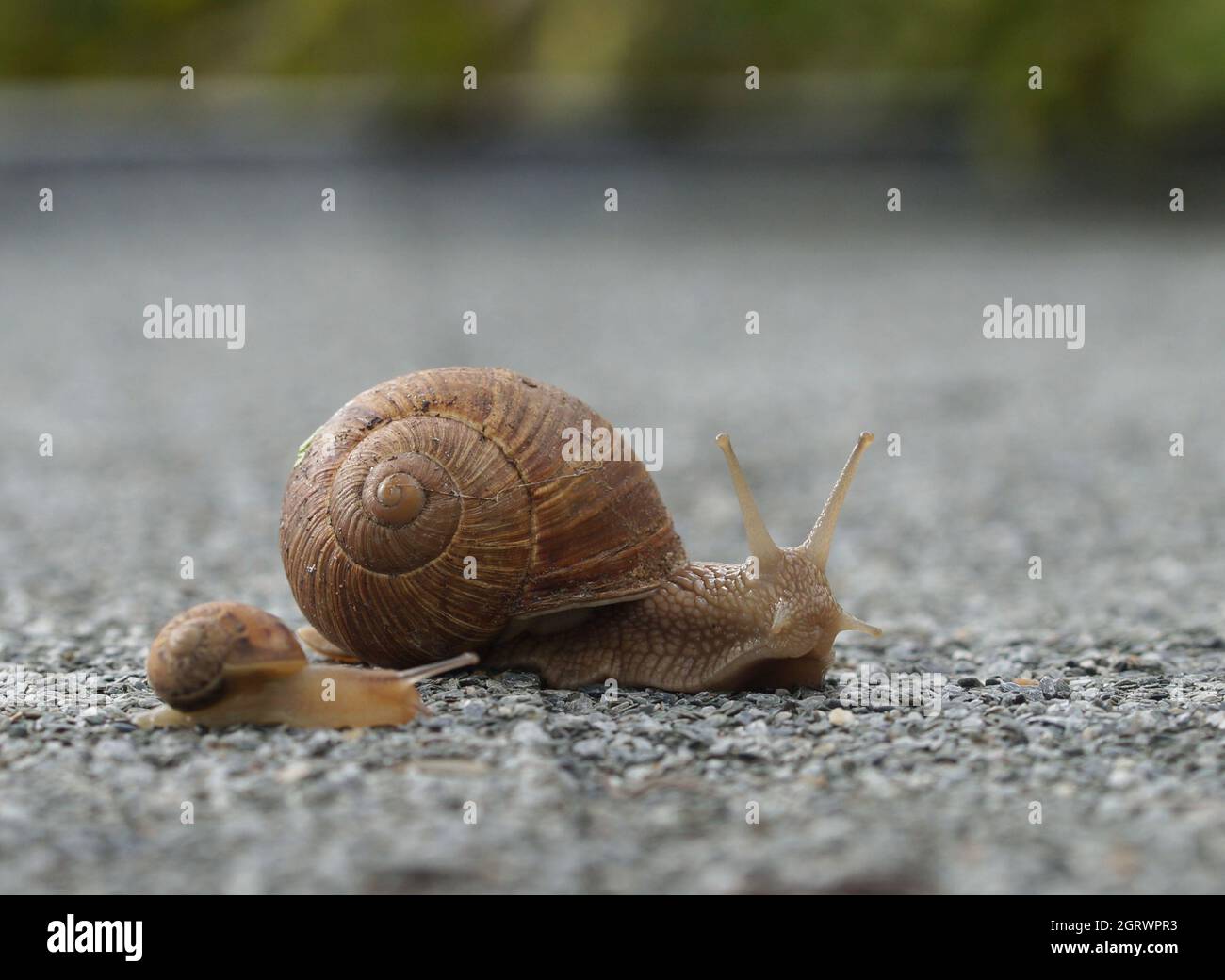 escargot en hélice de grande mère et escargot de petite enfant sur la route Banque D'Images